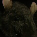 Monster of the Day #3847